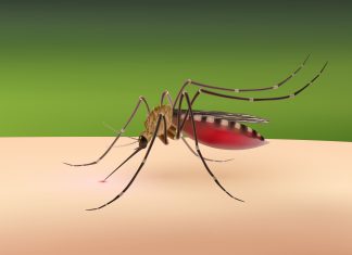 डेंगुबाट कसरी बच्ने? डेंगुबाट कसरी बच्ने?