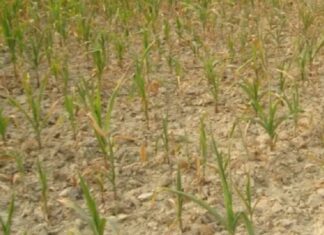 खडेरीका कारण हिउँदे बाली प्रभावित