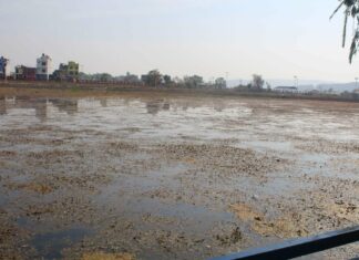 बुलबुले तालको झार हटाइँदै