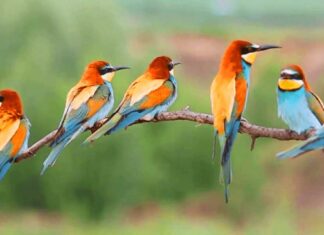 दोस्रो नेपाल चरा उत्सव यही माघ २६ देखि हुने