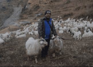 हिम्मतले भेडीगोठ धानेका हिमबहादुर दिनभर भेडाबाख्रासँग: जङ्गलमा त्रिपाल मुनि रात बिताउँदै