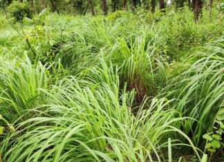 जडीबुटीखेतीमा किसानको आकर्षण