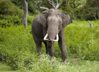कन्चनपुर बासिन्दालाई हात्ती भगाउन सकस: आगो बालेर तर्साए पनि भागेन