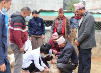 एकीकृत घुम्ती शिविरमा २३ हजार पशुको उपचार
