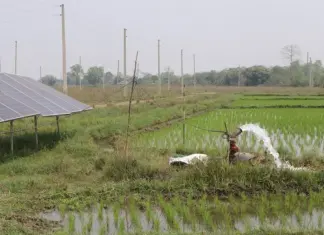 सिँचाइको व्यवस्थासंगै भरतपुरका जमिन चैते धानले हराभरा