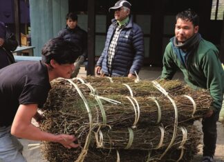 ताप्लेजुङका किसान पुनः चिराइतो खेतीतर्फ