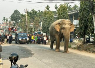 हात्तीको आक्रमणबाट महिलाको मृत्यु