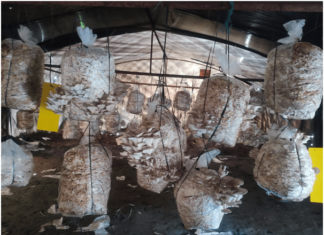 विद्यालय परिसरमै च्याउ र तरकारीखेती : पढ्दै कमाउँदै विद्यार्थी