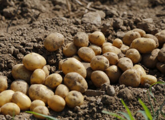 आलुको ‘ब्राण्डिङ’ गर्दै गण्डकी प्रदेश : बीउदेखि बजारीकरणसम्म किसानलाई अनुदान