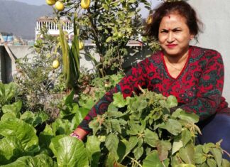 सहरी क्षेत्रमा कौसी खेती फस्टाउँदै