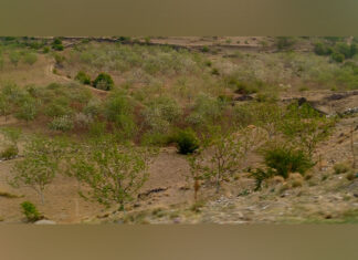 जुम्लाका बगैँचामा स्याउ फुल लाग्याे