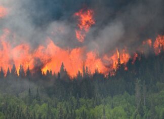 डढेलो नियन्त्रण नगर्ने सामुदायिक वनको सुविधा रोकियो