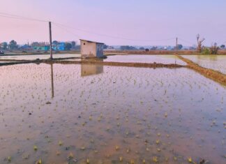 अनुदानले खेती क्षेत्र र उत्पादन बर्सेनि बढ्दै