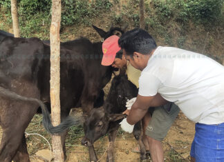 बागलुङमा एक लाख ३१ हजारभन्दा बढी पशुचौपायालाई खोप