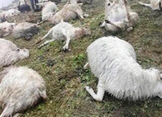 जुम्लामा भीरबाट लडेर ७० भेडा मरे