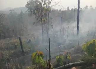 वनमा आगो लगाएको अभियोगमा पाँचजना पक्राउ