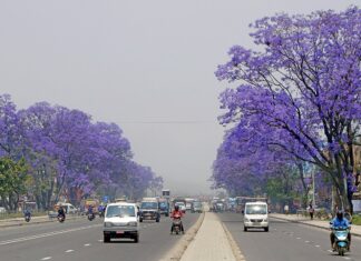 चक्रपथमा मनै लोभ्याउने जाकाराण्डा फूल