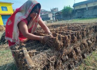 प्रचण्ड गर्मीमा ‘गुइँठा’ बनाउँदै महोत्तरीका गृहिणी