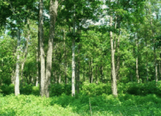 नेपालका सामुदायिक वन र रेडियोले दक्षिण एसियामै उत्कृष्ट काम गरेका छन्ः मन्त्री जोशी