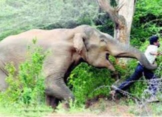 हात्तीको आक्रमणमा परी मारिएका परिवारलाई सात करोड राहत