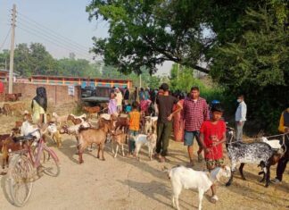 सात हजार पशुपन्छीको उपचार
