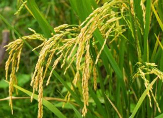 किसानलाई एक सय तीस क्विन्टल उन्नत जातको बीउ वितरण