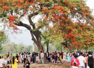 पर्यटकको मन लोभ्याउँदै राताम्य शिरीषको फूल