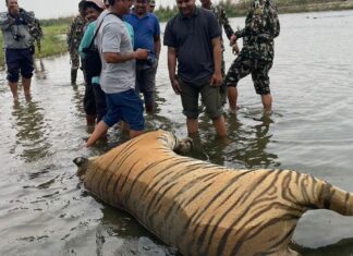 नरभक्षी बाघ मर्यो