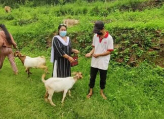 इलामका ग्रामीण किसानलाई उन्नत जातका बाख्रा वितरण