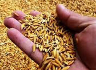 मुसहरनियाका किसानलाई धानको बीउ वितरण