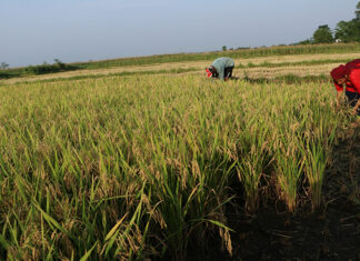 नवलपरासीपूर्वका किसानलाई चैतेधान भित्र्याउने चटारो