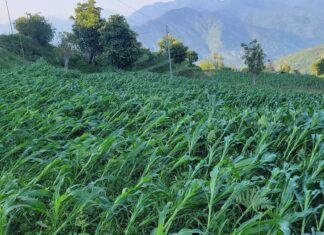 हुरीले मकै बाली क्षति