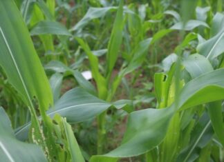 बाढी खेतमा पस्दा मकैबाली नष्ट