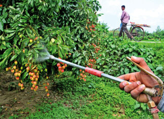 बागमतीका छ जिल्लामा करिब ८० प्रतिशत विषादी खपत