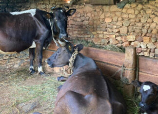 दूध मात्र होइन घाँस पनि बेचेर प्रशस्त आर्जन गर्छन् बागलुङका किसान