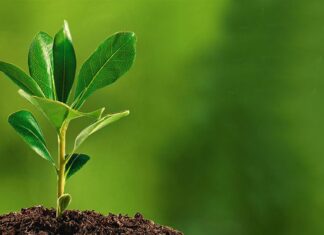 भूक्षय रोक्न एक लाख ६० हजार बिरुवा निःशुल्क वितरण गरिँदै