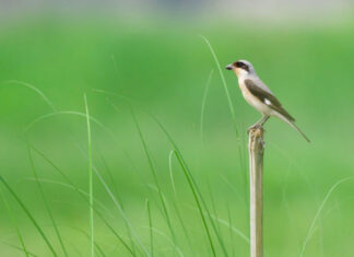 ‘लेसर ग्रे स्राइक’ जातको नयाँ चरो भक्तपुरमा देखियो
