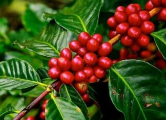 तनहुँमा ‘एक घर, दश कफीका बिरुवा’ अभियान