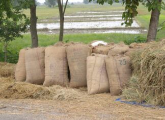 धान नबिकेपछि झापाका किसान चिन्तित
