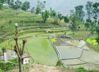 पचास प्रतिशत रोपाइँ मनसुनी वर्षाकै भरमा
