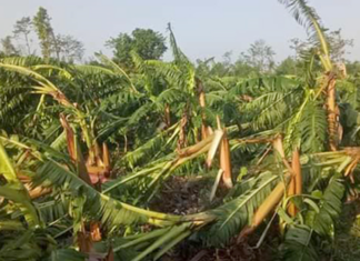 हावाहुरीले दुई हजार पाँच सय बिघा क्षेत्रफलको केरामा क्षति