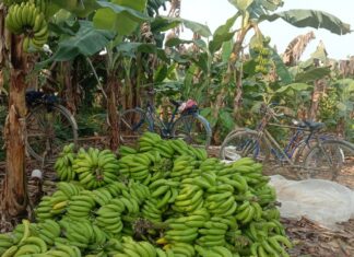 वन्यजन्तुले मकै सखाप पारेपछि उदयपुरका किसान केराखेतीमा आकर्षित