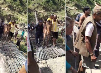 कर्णालीको झोलुङ्गे पुलमा अड्किएका खच्चडको उद्धार