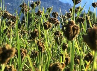 कोदो उत्पादन बढाउन उपाध्यक्षसँग कृषि कार्यक्रम