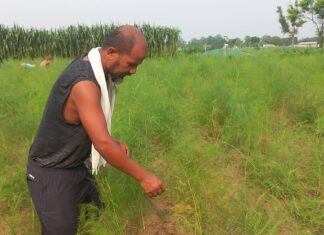 कुरिलोखेतीबाट एकै याममा सात लाख मुनाफा