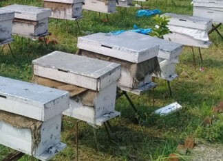 उपभोक्तालाई मौरीसहितको घार वितरण