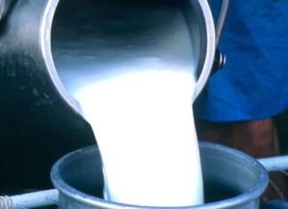 दूधको भुक्तानी नपाएको चितवनका किसानको गुनासो