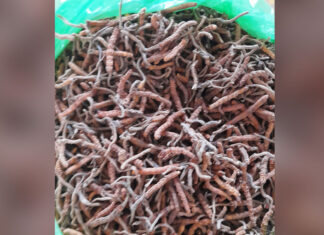 यार्सागुम्बा सङ्कलनः राज्यकोषमा एक करोड २५ लाख राजस्व